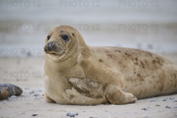 Grey seal (Halichoerus grypus) lying on the beach, Düne, Helgoland, Schleswig-Holstein, Germany, Europe