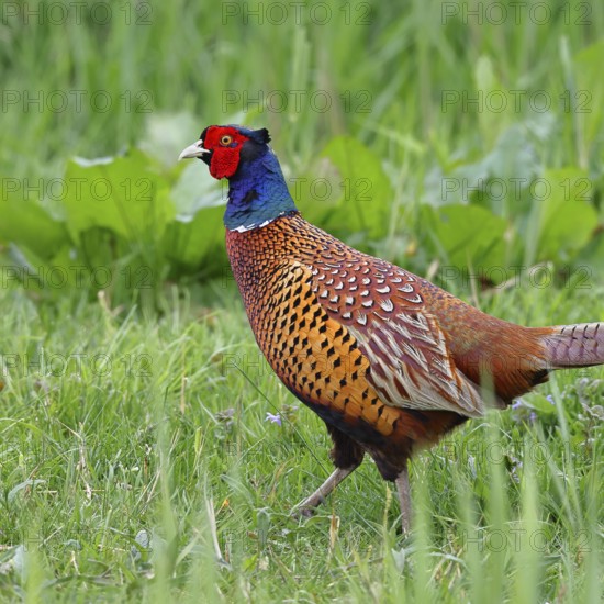 Pheasant, hunting pheasant (Phasianus colchicus), adult male bird in a meadow, animal portrait, wildlife, Lembruch, Ochsen Moor, Dümmer nature park Park, Lower Saxony, Germany, Europe