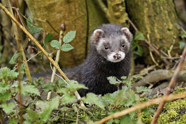 European polecat (Mustela putorius) or wood polecat, looking out of the undergrowth, captive, Switzerland, Europe