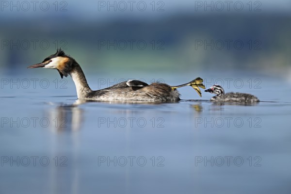 Great Crested Grebe (Podiceps scalloped ribbonfish), with chicks swimming in the water, Lake Zug, Canton Zug, Switzerland, Europe
