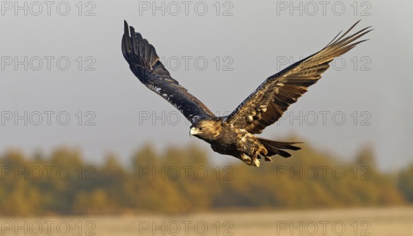 Spanish imperial eagle (Aquila adalberti) in flight at first morning light, Castilla-La Mancha, Spain, Europe