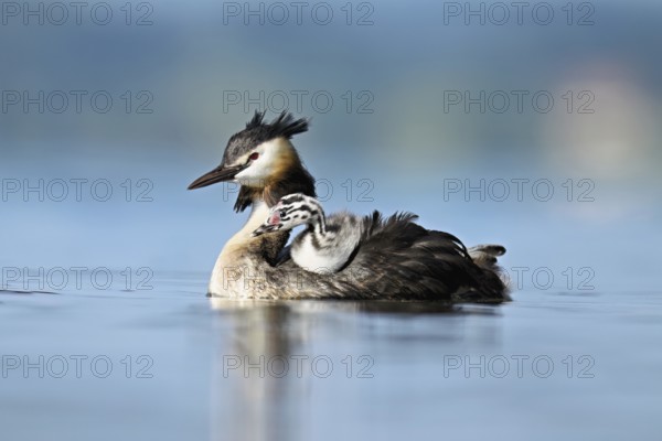Great Crested Grebe (Podiceps Scalloped ribbonfish), with chicks in plumage swimming in the water, Lake Zug, Canton Zug, Switzerland, Europe
