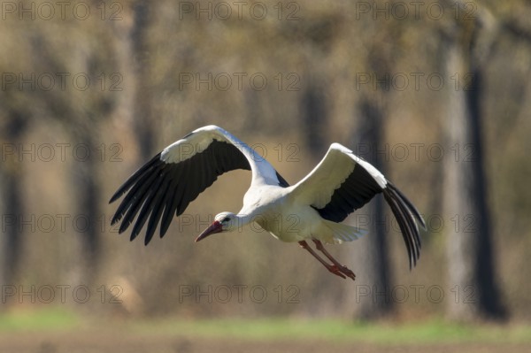 A stork flies over a natural landscape with trees in the background, white stork (Ciconia ciconia), wildlife, Germany, Europe