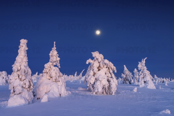 Tykky forest, snow covered spruce trees on the taiga at full moon in winter, Riisitunturi National Park, Finnish Lapland, Posio, Koillismaa, Finland, Europe