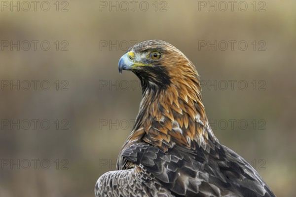 European golden eagle (Aquila chrysaetos chrysaetos) close-up portrait of adult sitting in moorland, heathland