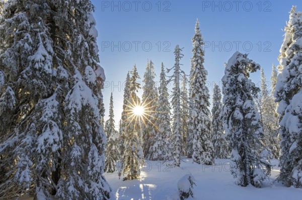 Snow covered spruce trees on the taiga forest in winter, Riisitunturi National Park in Finnish Lapland near Posio, Koillismaa, Lapland, Finland, Europe