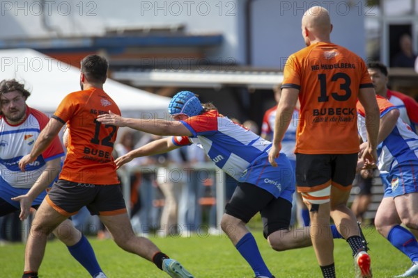 Rugby 1st Bundesliga South/West, Season 2024/25, Matchday 10: RG Heidelberg vs Heidelberger Ruderklub 1872