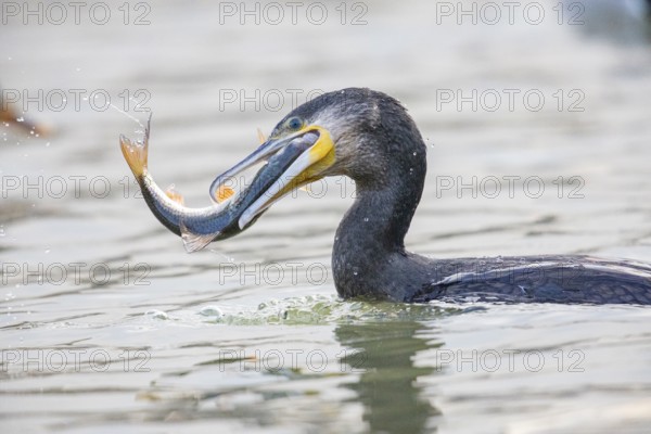 Cormorant (Phalacrocorax carbo) catching fish Germany