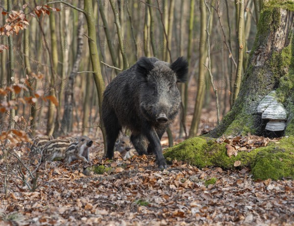 Wild boar, wild boar (Sus scrofa), a wild goat and young boar looking for food in the forest, Germany, Europe