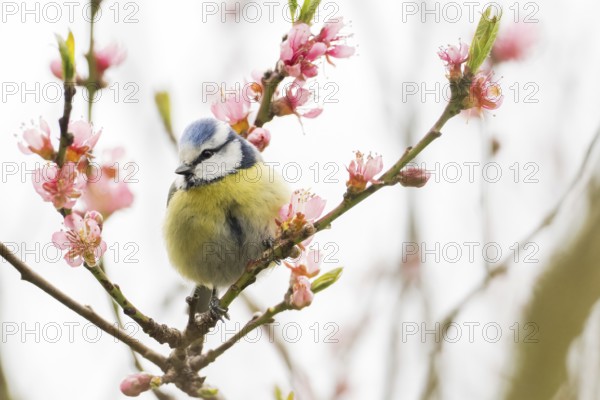 A blue tit (Parus caeruleus) on a branch with pink flowers, surrounded by soft spring colours, Hesse, Germany, Europe