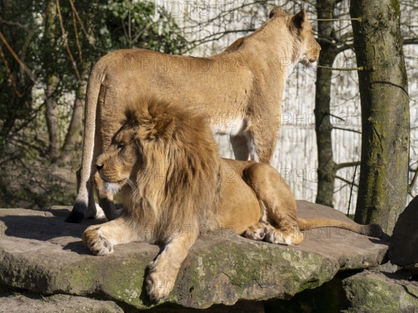 Two lions (Panthera leo) on a rocky plateau, male lion lying, female lion standing, occurring in South Africa and East Africa, captive