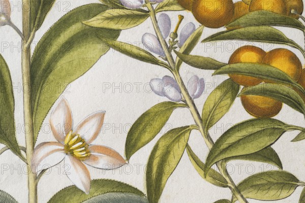 Bitter orange with buds and flowers, hand-coloured copperplate engraving by Basilius Besler, from Hortus Eystettensis, 1613