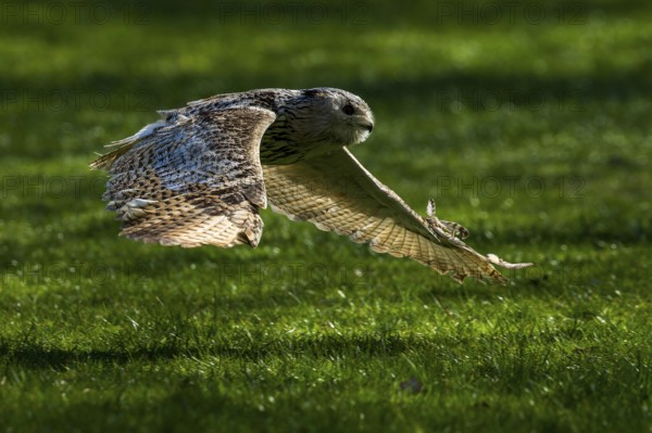 An owl flies with outstretched wings close to the ground over grass, Siberian Eagle Owl (Bubo bubosibiricus), Germany, Europe