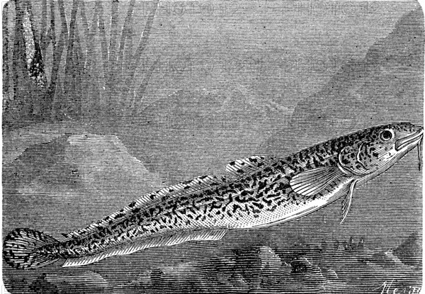 Burbot, burbot caterpillar, Lota lota, a bony fish from the burbot family, historical, digital reproduction of an original from the 19th century