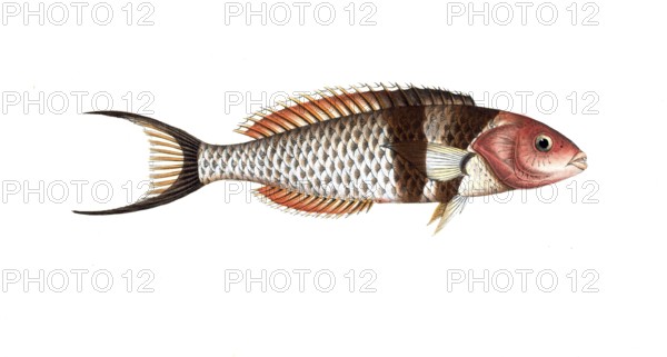 Fish, Fish, Genus of wrasse, Labrus bifasciatus, The double-streaked wrasse, Historical, digitally restored reproduction from a 19th century original, Record date not stated