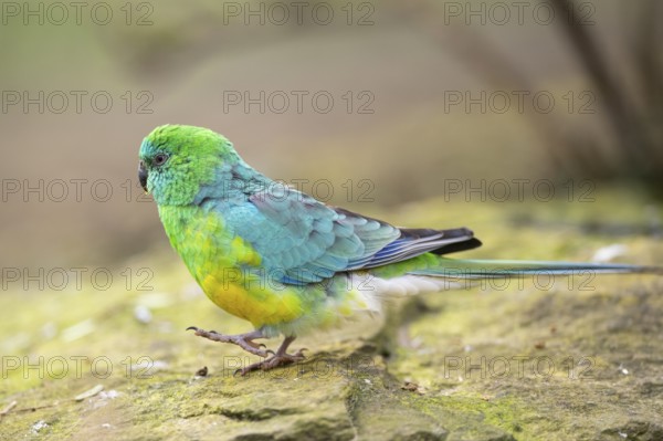 Red-rumped parrot (Psephotus haematonotus) male walking on the ground, Bavaria, Germany, Europe