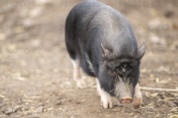 Vietnamese Pot-bellied pig standing on the ground, Bavaria, Germany, Europe