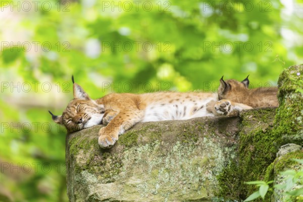 Eurasian lynx (Lynx lynx) mother with her youngsters (cubs) in a forest, Bavaria, Germany, Europe