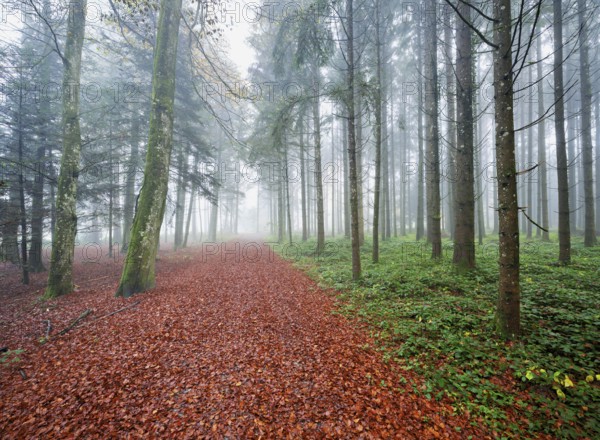 Autumn leaves on forest path through the foggy forest, Beinwil, Freiamt, Canton Aargau, Switzerland, Europe