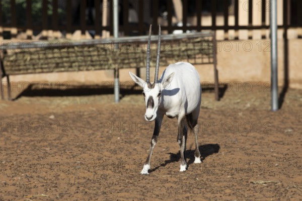 Arabian oryx (Oryx leucoryx) in the Arabian Oryx Camp, Wahiba Sands desert or Rimal Al Wahiba or Sharqiyya Sands, Janub ash-Sharqiyya region, Oman, Asia
