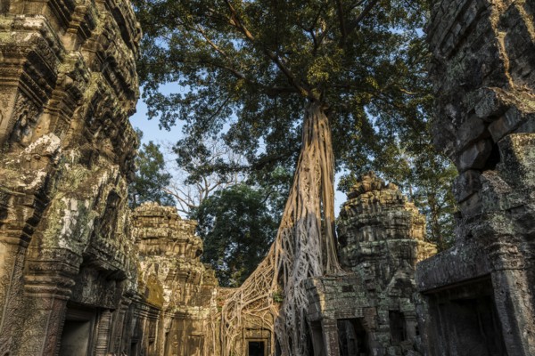 Ta Prohm, Angkor Wat, Angkor, UNESCO World Heritage Site, Siem Reap, Cambodia, Indochina, Southeast Asia, Asia