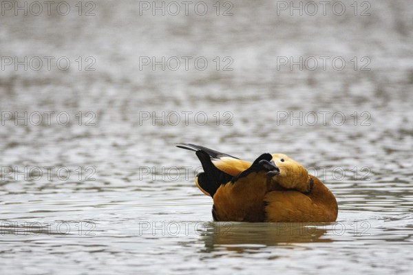 Ruddy shelduck (Tadorna ferruginea) Germany