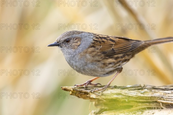 Dunnock (Prunella modularis) Germany