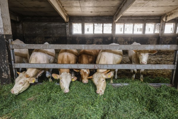 Wittichenau, Oberlausitz, Saxony, Germany - Cattle eating in the barn, former LPG building, fresh grass, the animals on the family-run farm and vegetable farm Domanja are kept in a species-appropriate manner on straw, with generous space above organic standards and fed with self-produced farm feed, after eating the cattle are also allowed back on the outside areas