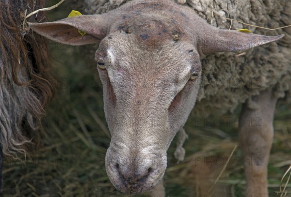 Portrait of a male sheep, Mecklenburg-Vorpommern, Germany, Europe