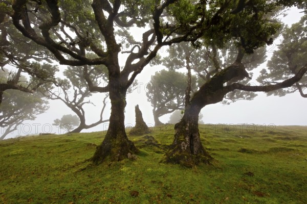 Alte knorrige Bäume in einem nebligen Wald, der eine ruhige, geheimnisvolle Stimmung erzeugt, Lorbeerwald, Fanal, Madeira