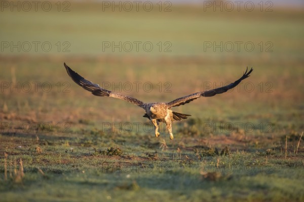 Juvenile Iberian Eagle in flight, Spanish Imperial Eagle (Aquila adalberti), Extremadura, Castilla La Mancha, Spain, Europe