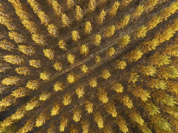European Aspen (Populus tremula) in autumnal colours. Cultivated for timber. Aerial view. Drone shot. Granada province, Andalusia, Spain, Europe