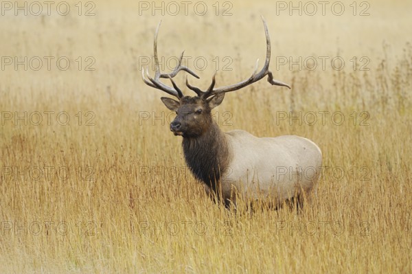 Wapiti (Cervus canadensis, Cervus elaphus canadensis), male, Yellowstone National Park, Wyoming, USA, North America