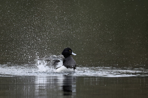 Tufted Duck (Aythya fuligula), male during plumage care, Rootsee, Canton Lucerne, Switzerland, Europe
