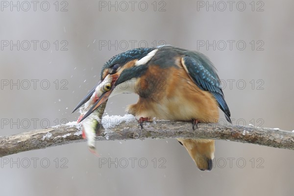 Common kingfisher (Alcedo atthis) working the fish on the snow-covered branch and killing it, Lower Saxony, Germany, Europe