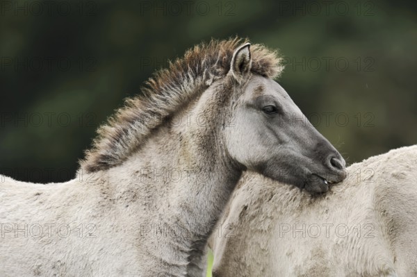 Dülmener Wildpferd, foal, Merfelder Bruch, Dülmen, North Rhine-Westphalia, Germany, Europe