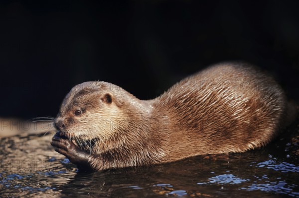 Dwarf otter or oriental small-clawed otter (Aonyx cinerea), adult, feeding, captive, occurring in Asia
