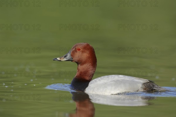 Common Pochard (Aythya ferina), male, Camargue, Provence, southern France