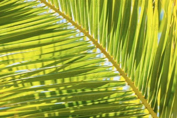 Sunlit palm leaf with shadow play of the leaf veins, cloudless blue sky in the background, close-up, backlight, Peguera or Paguera, Majorca, Spain, Europe