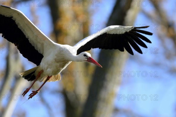 White stork (Ciconia ciconia), flying, Lower Rhine, North Rhine-Westphalia, Germany, Europe