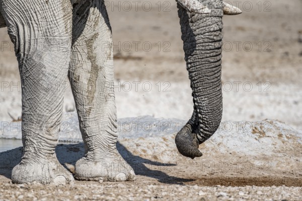 African elephant (Loxodonta africana), detail, twisted trunk, at a waterhole, Nebrowni Waterhole, Etosha National Park, Namibia, Africa