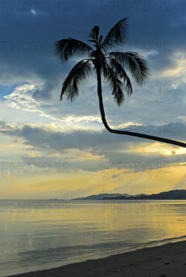 Silhouette of a coconut palm backlit against a colourful sky during a tropical sunset, Koh Samui, Thailand, Asia