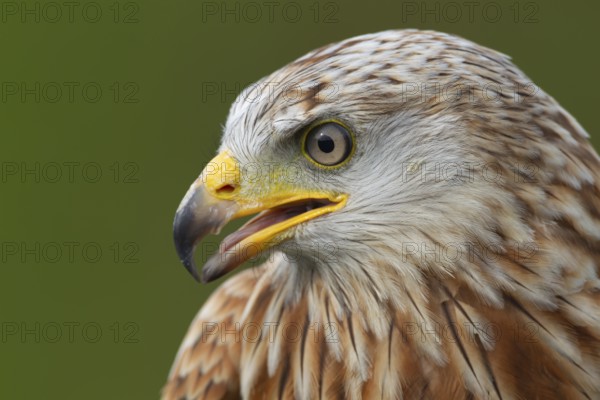 Red kite (Milvus milvus) adult bird of prey head portrait, England, United Kingdom, Europe