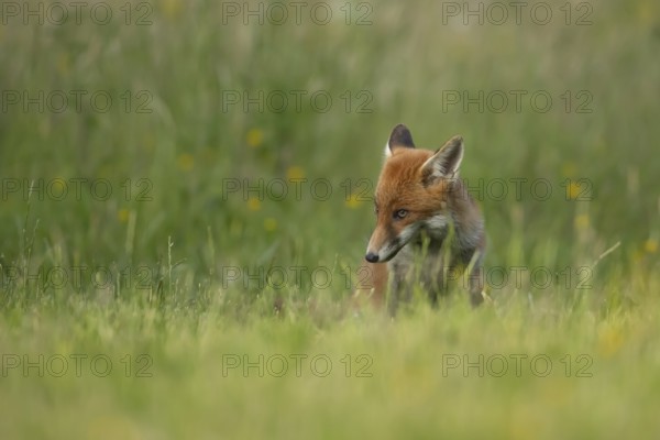 Red fox (Vulpes vulpes) adult animal sitting in grassland in the summer, England, United Kingdom, Europe