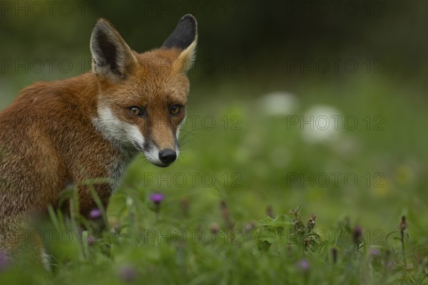 Red fox (Vulpes vulpes) adult animal sitting in grassland with summer flowers, England, United Kingdom, Europe