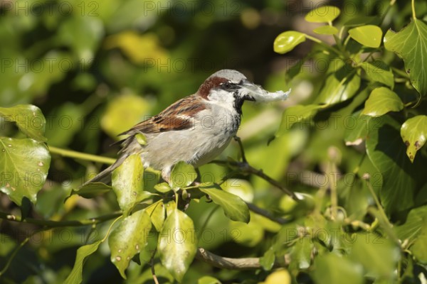House sparrow (Passer domesticus) adult male bird with a feather in its beak for nesting material in a garden Ivy tree in spring, England, United Kingdom, Europe