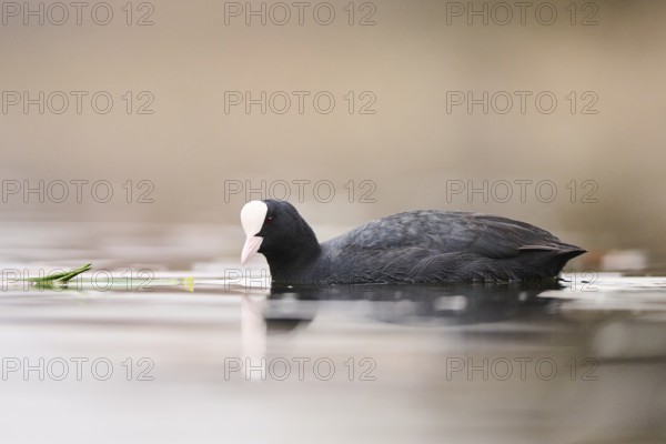 Eurasian coot (Fulica atra) swimming in a lake, Bavaria, Germany, Europe