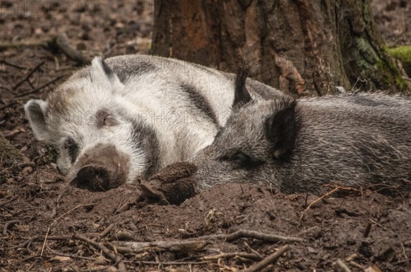 Two sleeping wild boar (Sus scrofa) captured in the animal park in Miedzyzdroje, Western Pomerania, Poland, East Europe, Europe