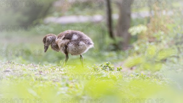 Nile goose chick (Alopochen aegyptiaca) standing, profile view, looking down, foreground green yellow blurred, in the background tree trunks and a small path blurred, Rombergpark, Dortmund, North Rhine-Westphalia, Germany, Europe