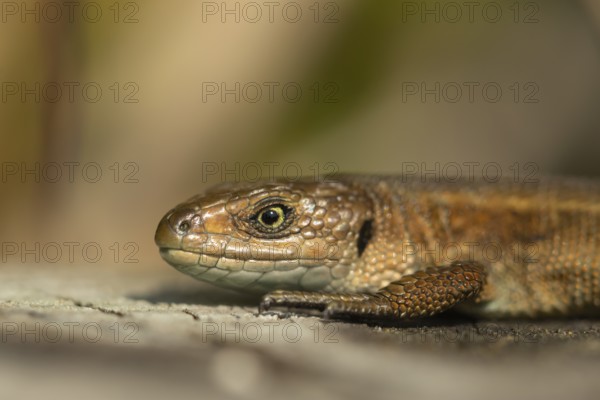 Common lizard (Zootoca vivipara) adult reptile basking on a wooden sleeper, England, United Kingdom, Europe